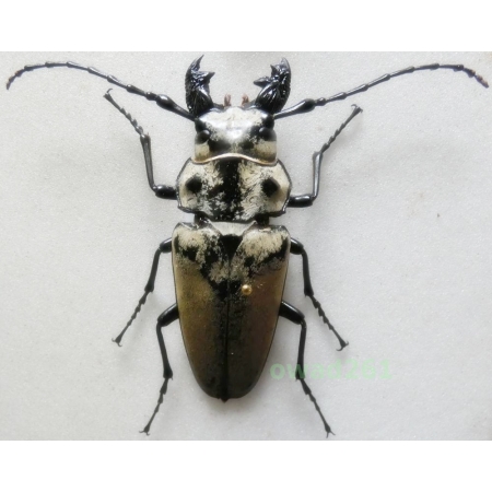 Trictenotoma davidi/formosana 65mm Malaysia